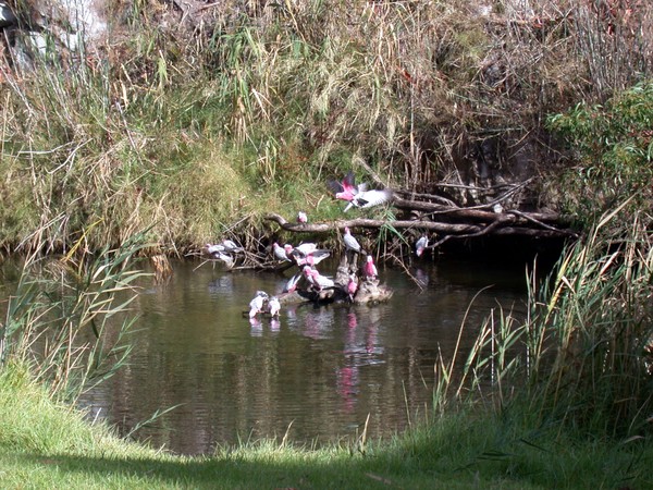 Galah